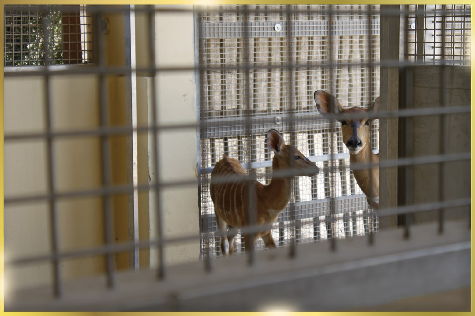 Animal Housing manufacturers in Dubai