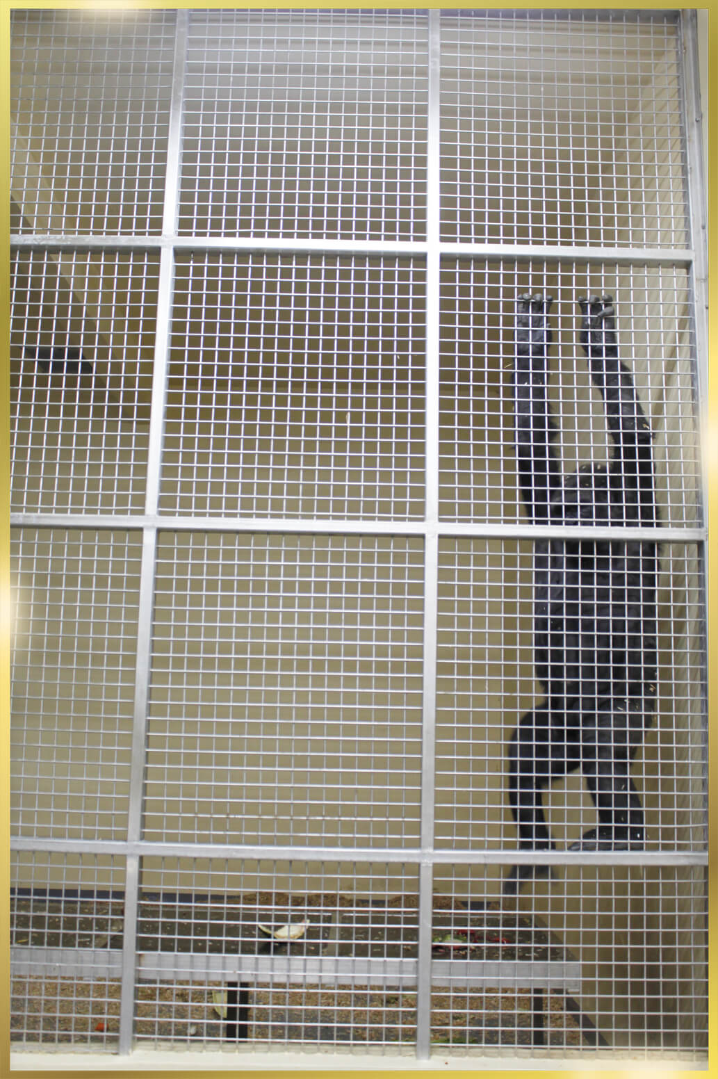 Stainless Steel Cage Mesh Fabricators